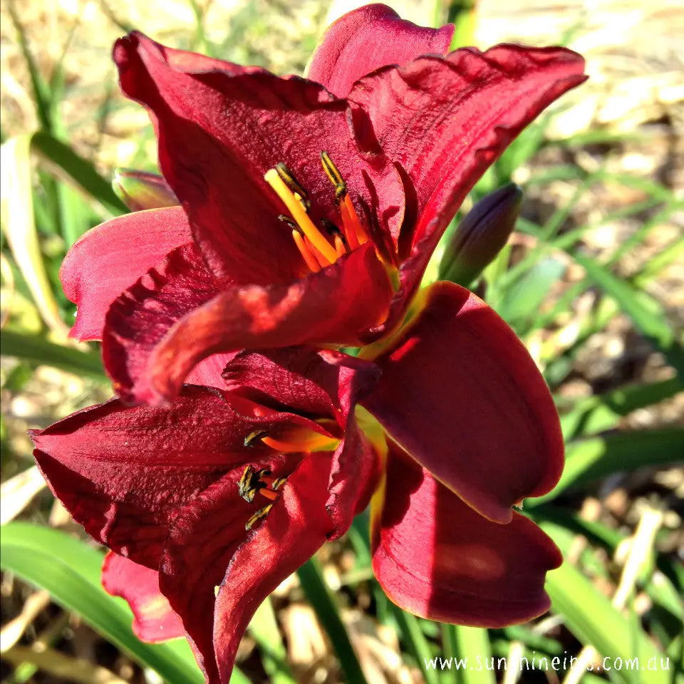 Little Christine - Miniature Daylily Sunshine Iris Nursery