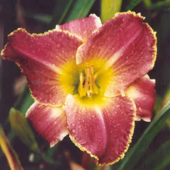 Louis The Sixteenth - Large Daylily Sunshine Iris Nursery