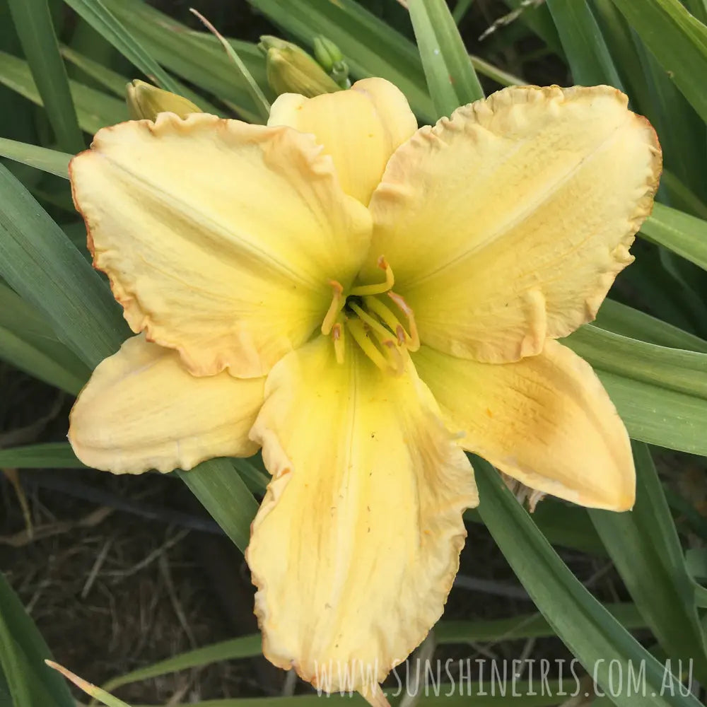 Mary Helen - Large Daylily Sunshine Iris Nursery