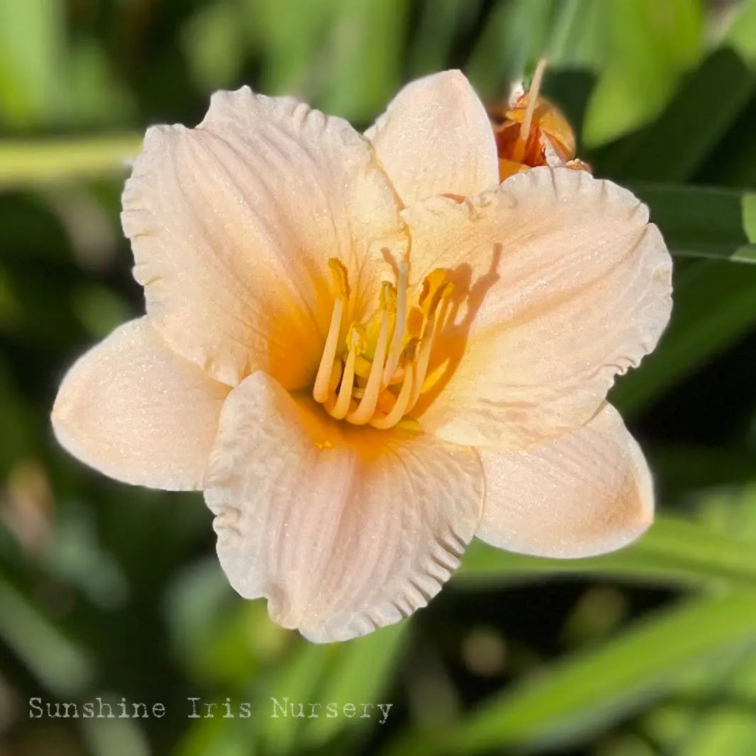 Moonlight Mist - Large Daylily Sunshine Iris Nursery