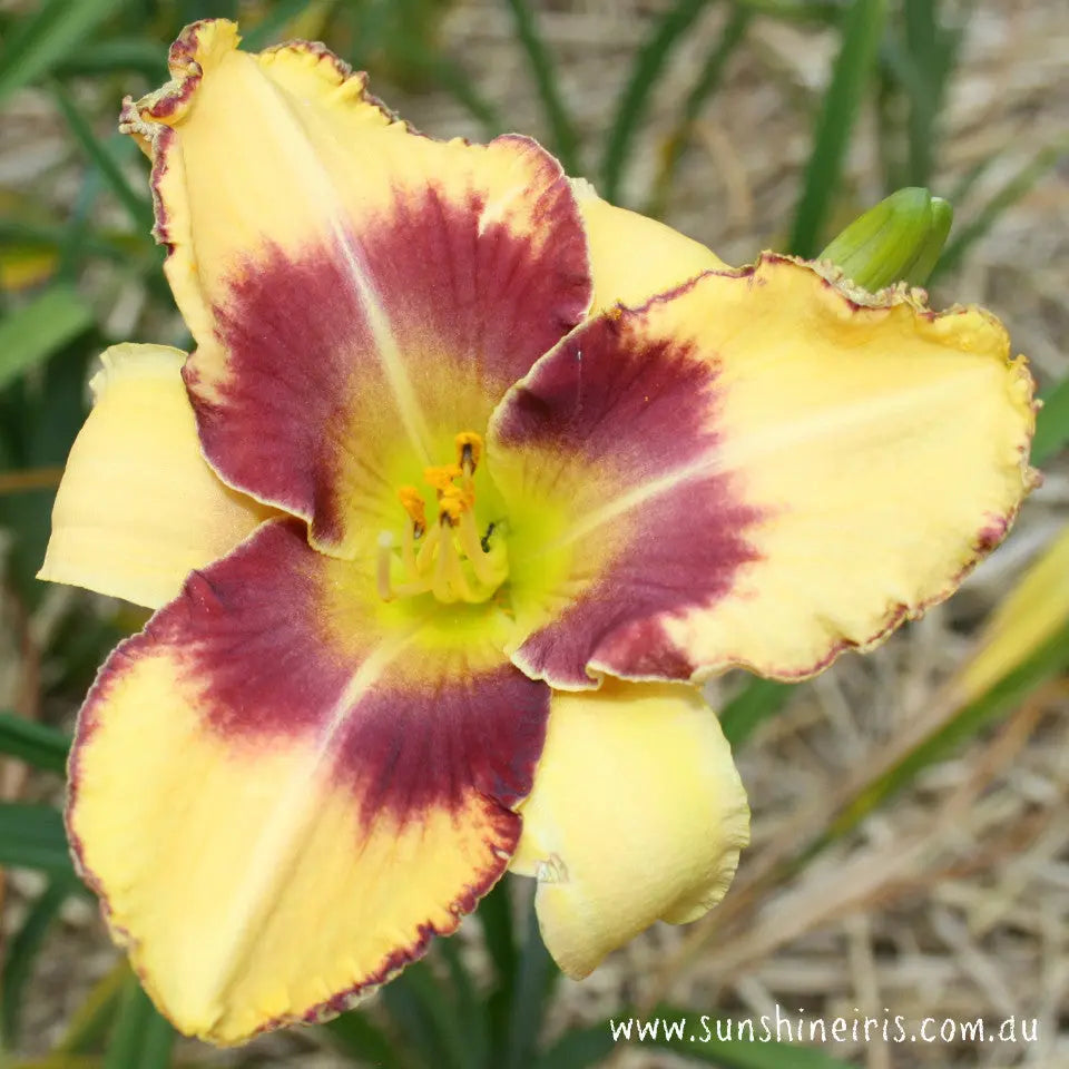 Nambour Distinction - Large Daylily Sunshine Iris Nursery