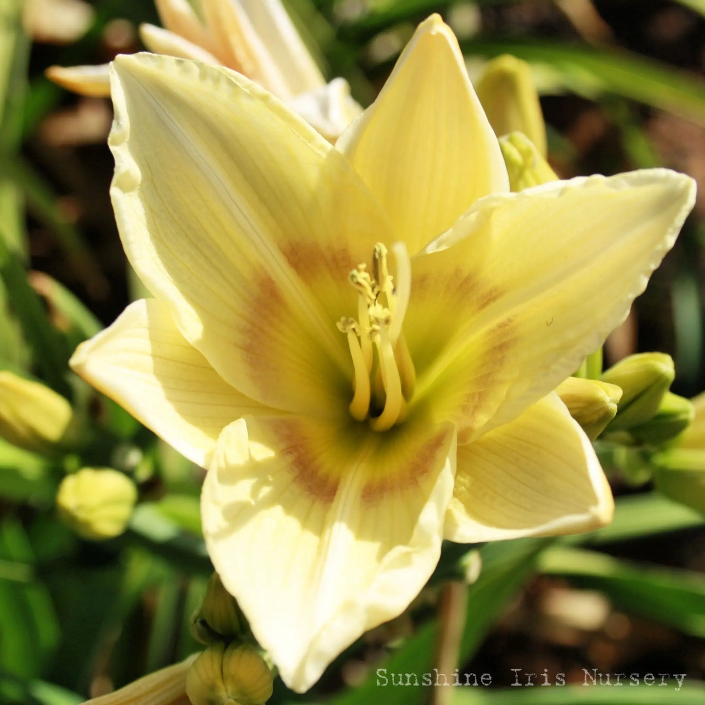 Oh Perfect Love - Large Daylily Sunshine Iris Nursery
