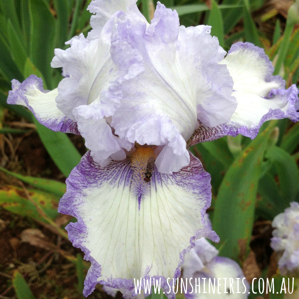 Olympic Odyssey - Tall Bearded Iris