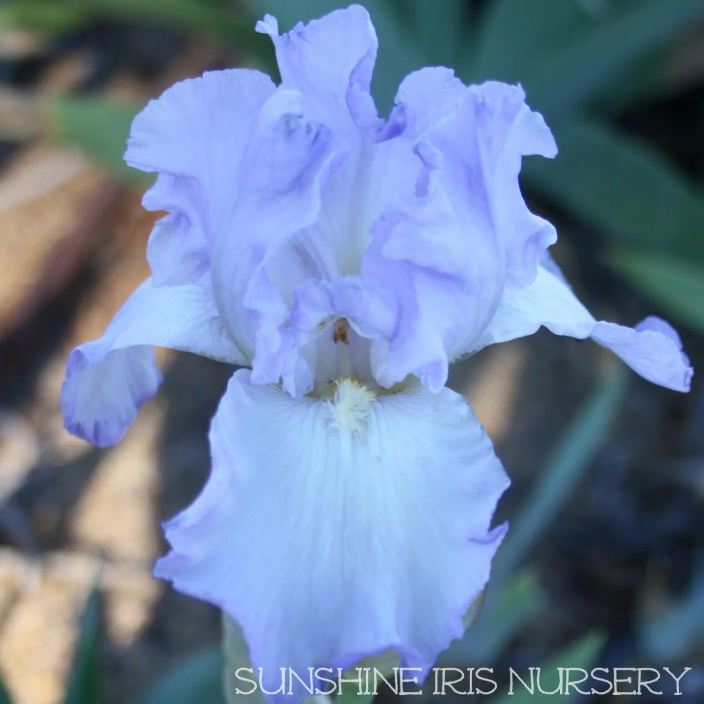Orchidarium - Tall Bearded Iris Sunshine Iris Nursery