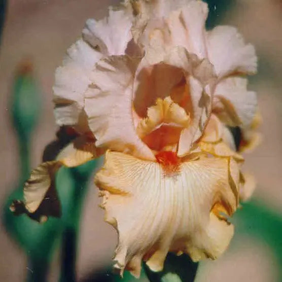 Pacific Peach - Tall Bearded Iris Sunshine Iris Nursery