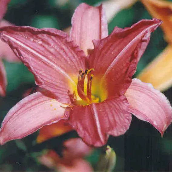 Palace Jewel - Large Daylily Sunshine Iris Nursery