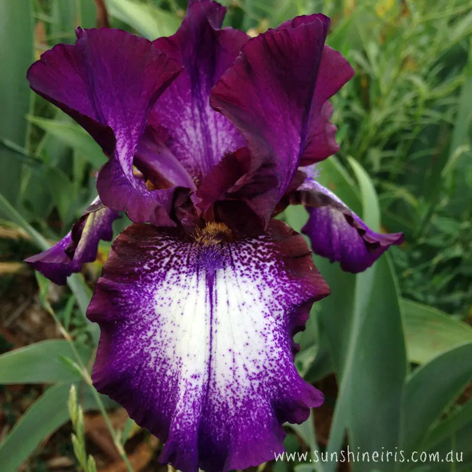 Palace Gossip - Tall Bearded Iris Sunshine Iris Nursery