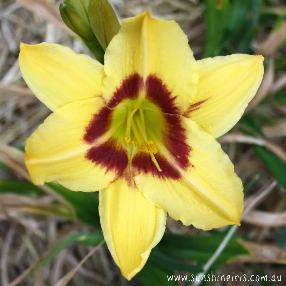 Pass Me Not - Large Daylily Sunshine Iris Nursery