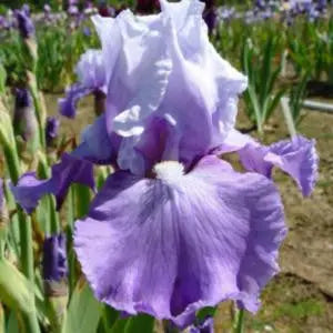 Peace Time - Tall Bearded Iris Sunshine Iris Nursery
