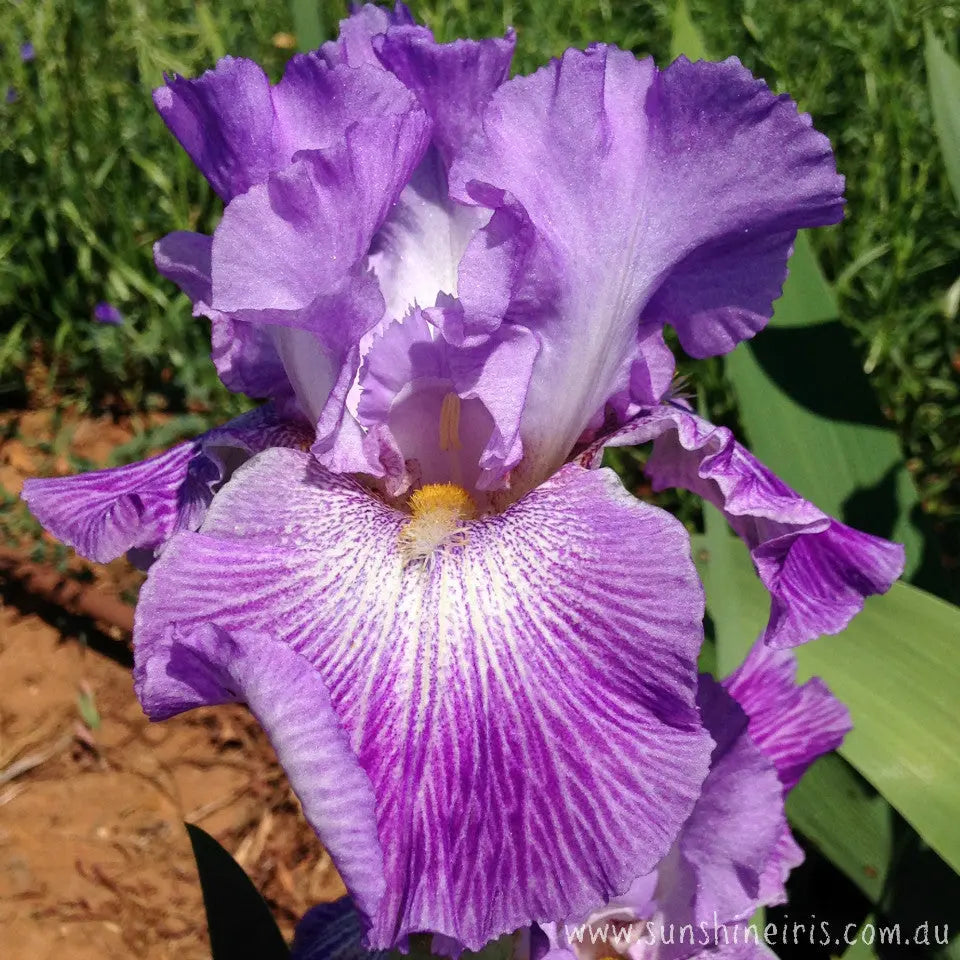 Pebble Fresh - Tall Bearded Iris Sunshine Iris Nursery