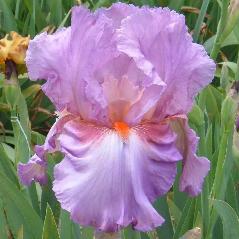 Persian Berry - Tall Bearded Iris Sunshine Iris Nursery
