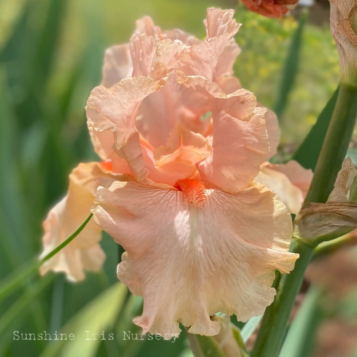 Pink Champagne - Tall Bearded Iris Sunshine Iris Nursery