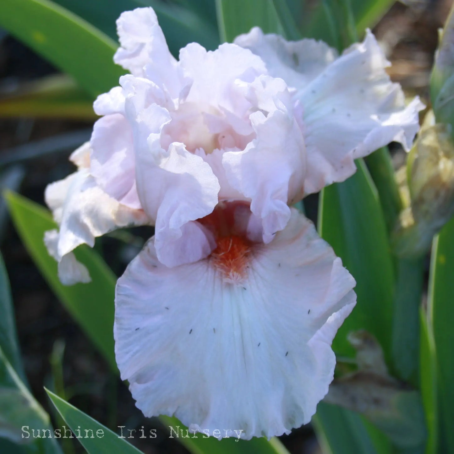 Pink Starlet - Tall Bearded Iris Sunshine Iris Nursery