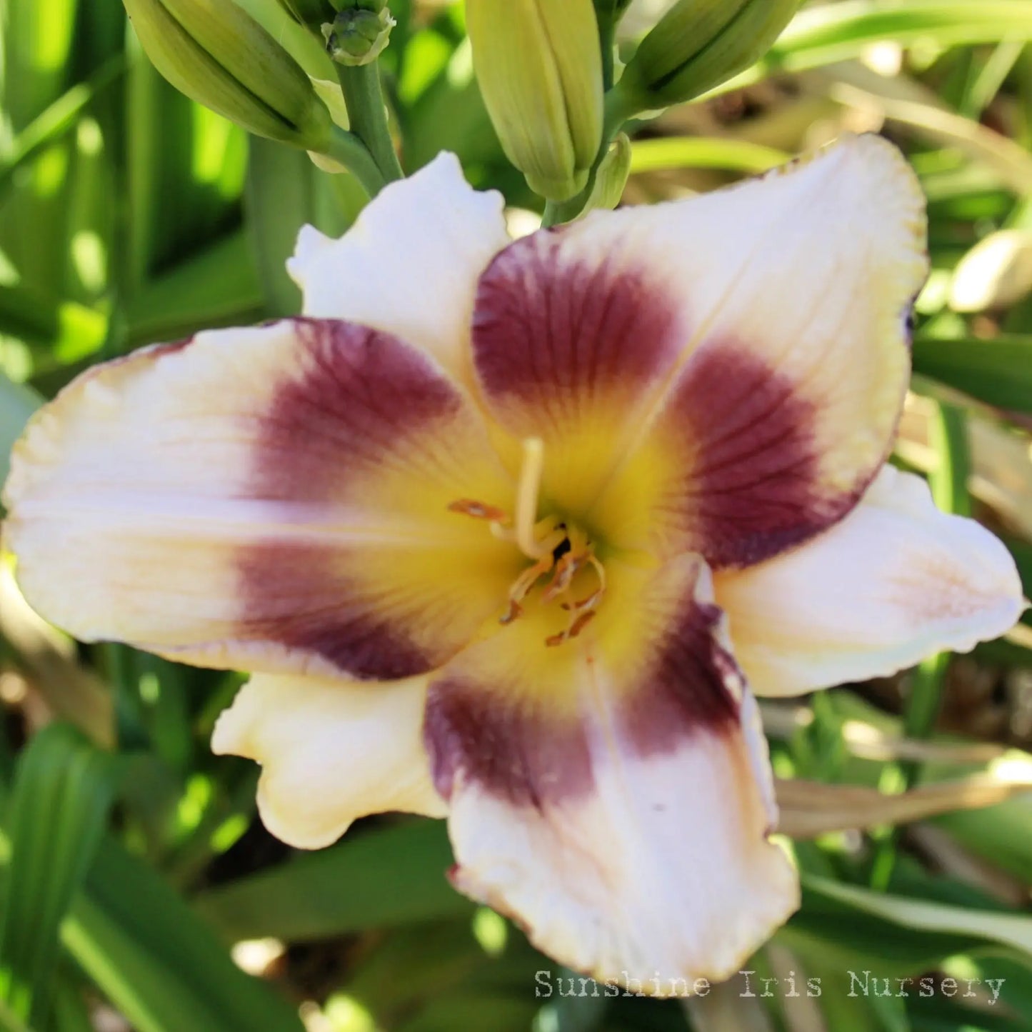 Pirates Patch - Large Daylily Sunshine Iris Nursery