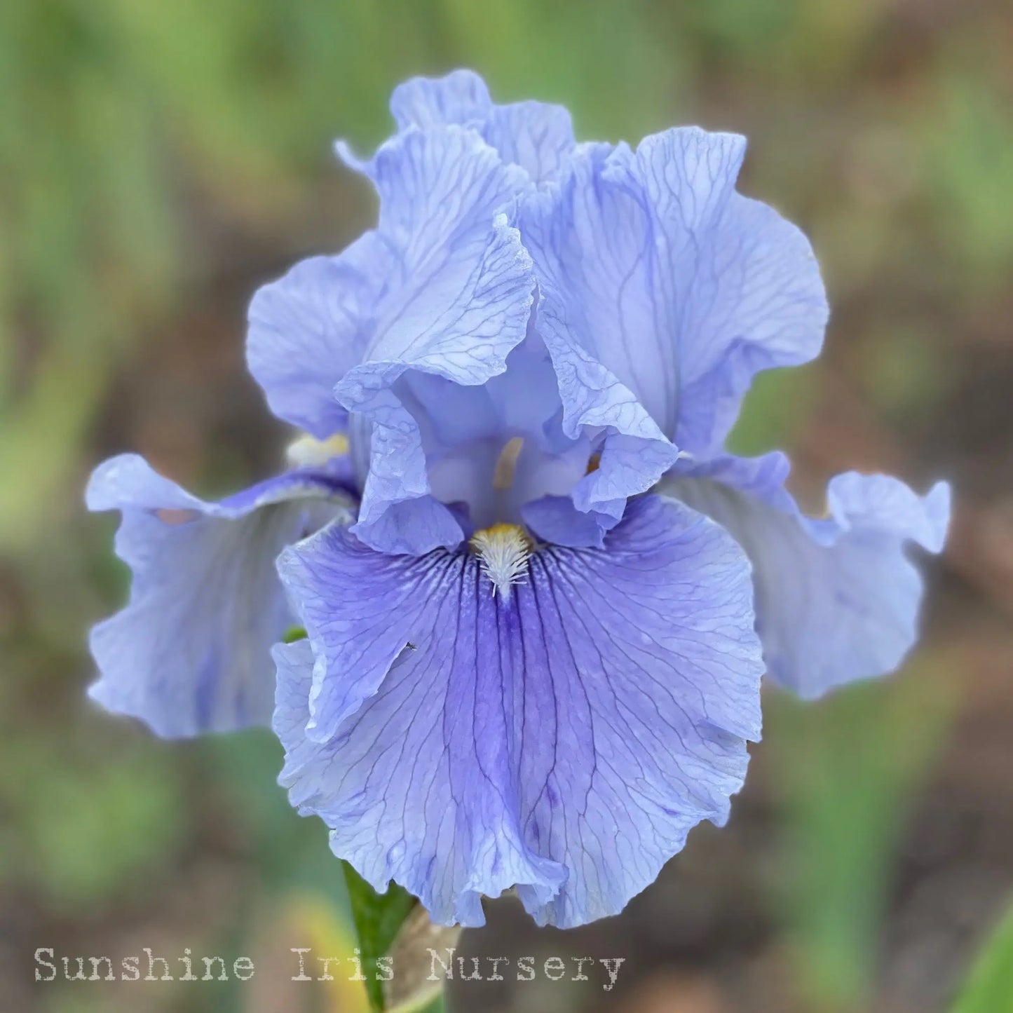 Plateau - Tall Bearded Iris Sunshine Iris Nursery