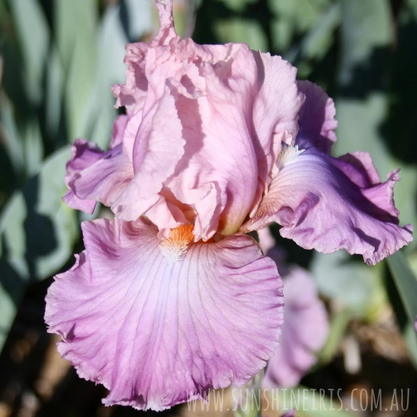 Pond Lily - Tall Bearded Iris Sunshine Iris Nursery