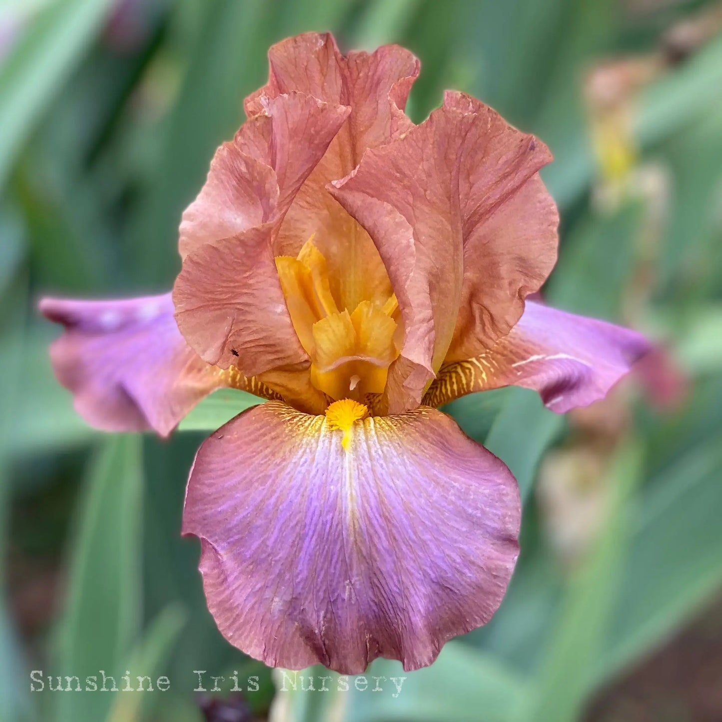 Ponderosa - Tall Bearded Iris Sunshine Iris Nursery