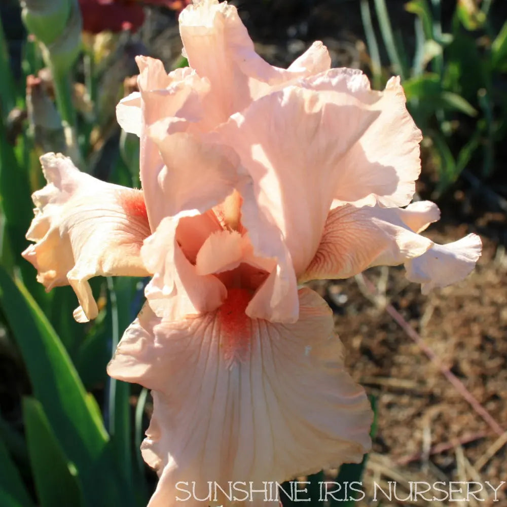 Porcelain Ballet - Tall Bearded Iris Sunshine Iris Nursery
