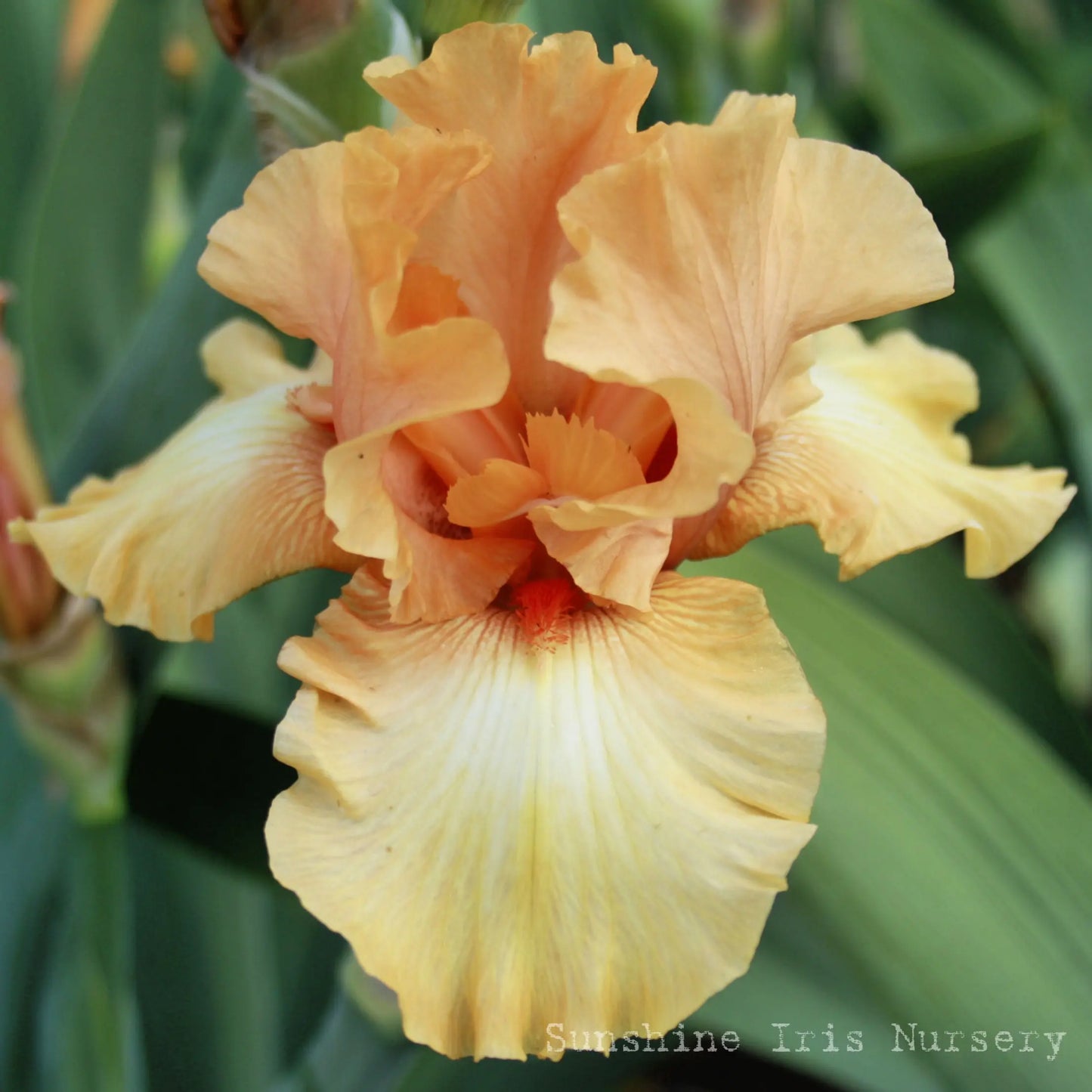 Private Treasure - Tall Bearded Iris Sunshine Iris Nursery