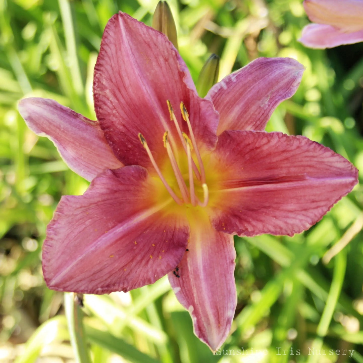 Quality Belle - Large Daylily Sunshine Iris Nursery