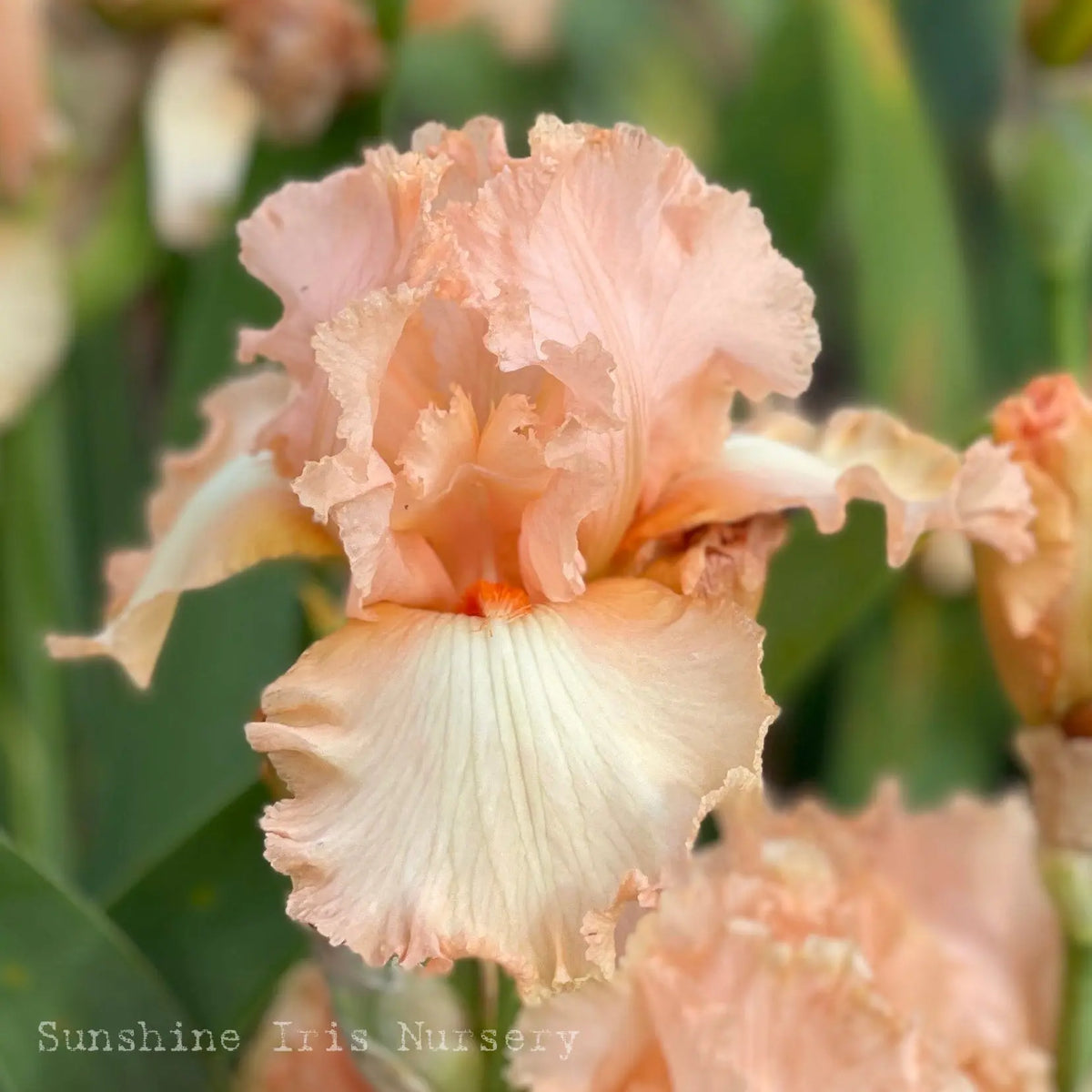 Ribands - Tall Bearded Iris Sunshine Iris Nursery