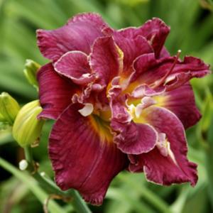 Royal Corsage - Double Daylily