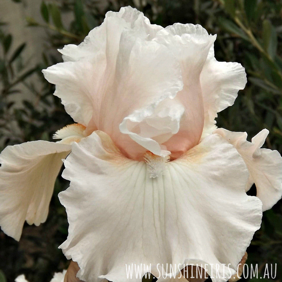 Society Page - Tall Bearded Iris