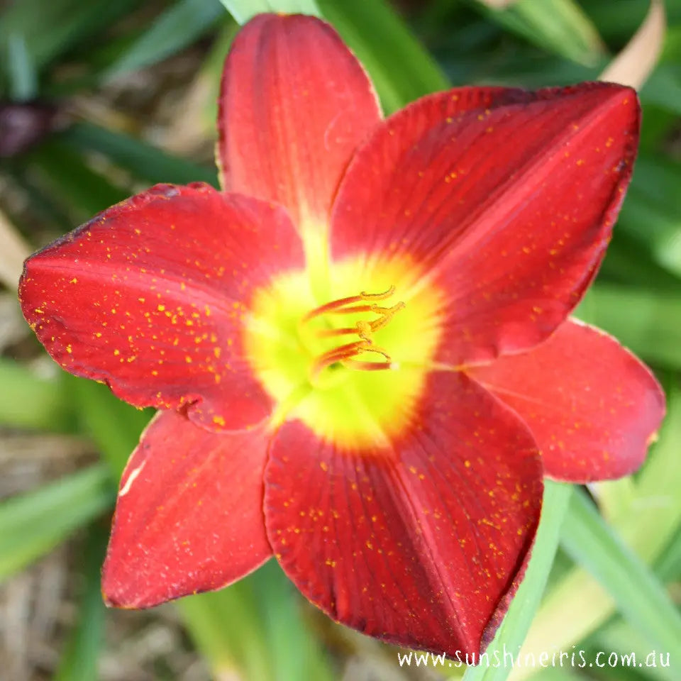 Scarlet Orbit - Large Daylily Sunshine Iris Nursery