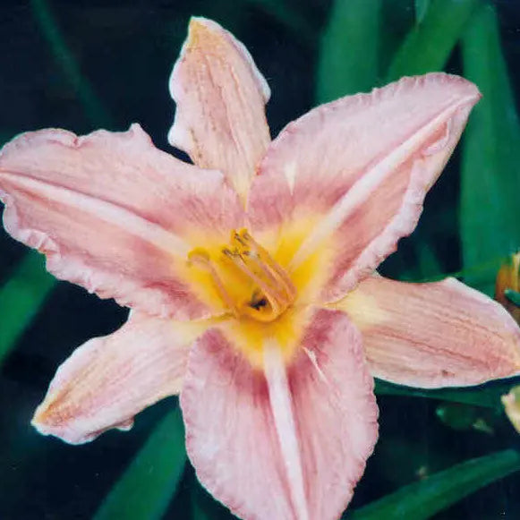 Secret Garden - Large Daylily Sunshine Iris Nursery