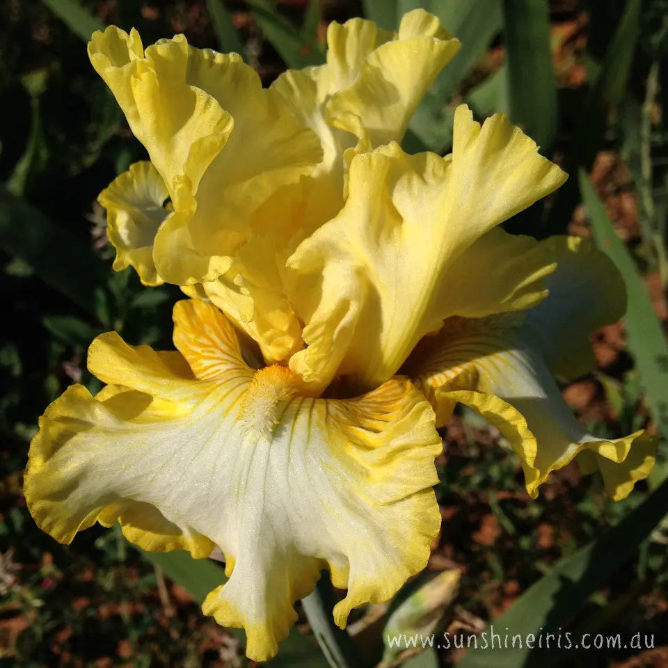 Silk And Honey - Tall Bearded Iris Sunshine Iris Nursery