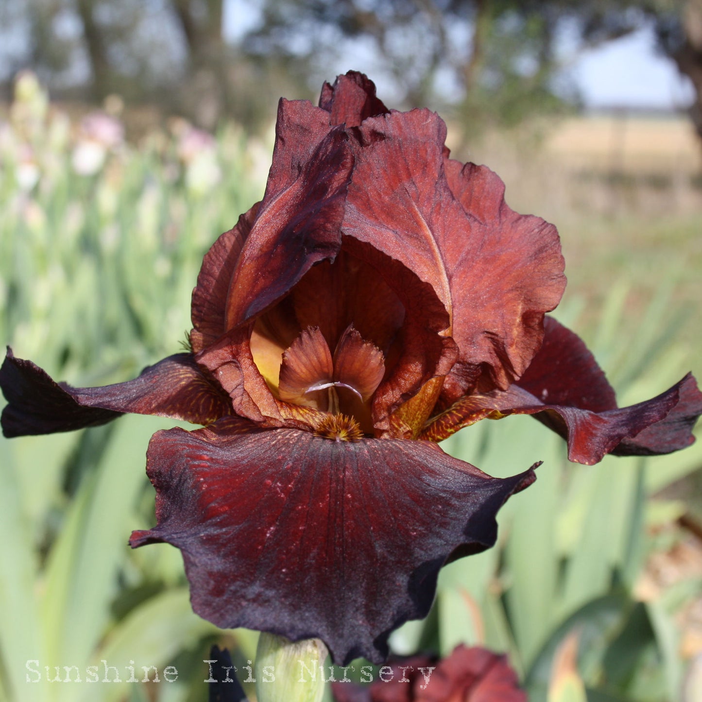 Sinister - Tall Bearded Iris
