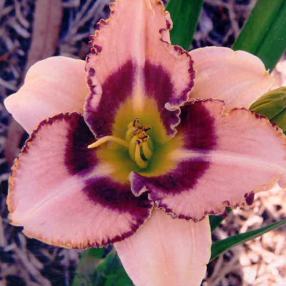 Spacecoast Picotee Prince - Large Daylily