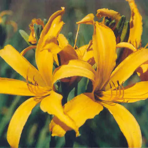 Star Of Patmos - Spider Daylily Sunshine Iris Nursery
