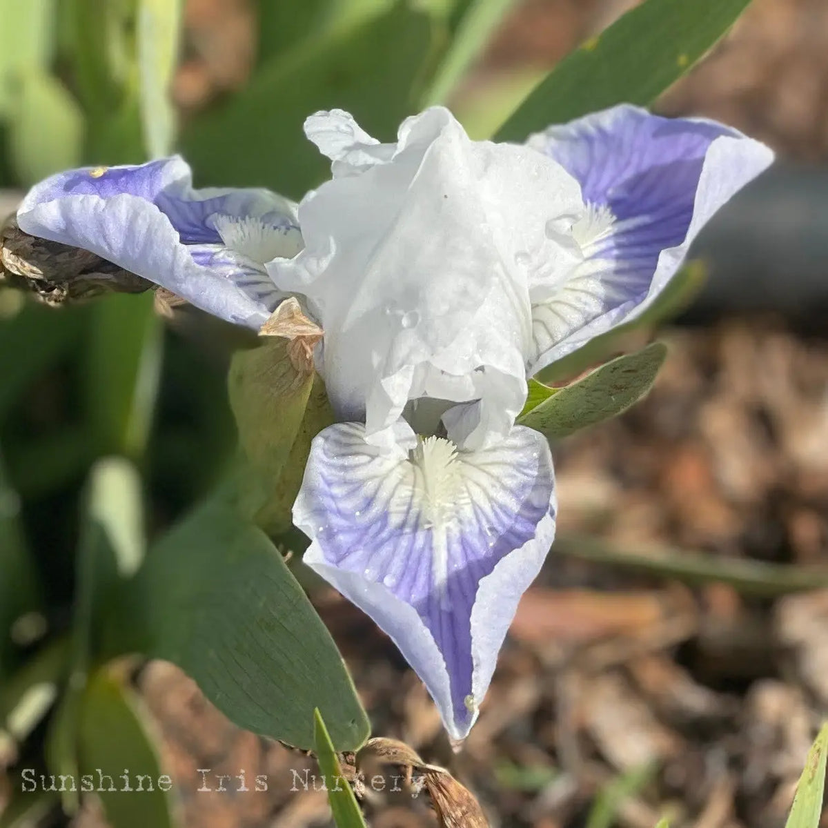 Dwarf Mixed Iris Special - 10 Unlabelled Dwarf Irises Sunshine Iris Nursery