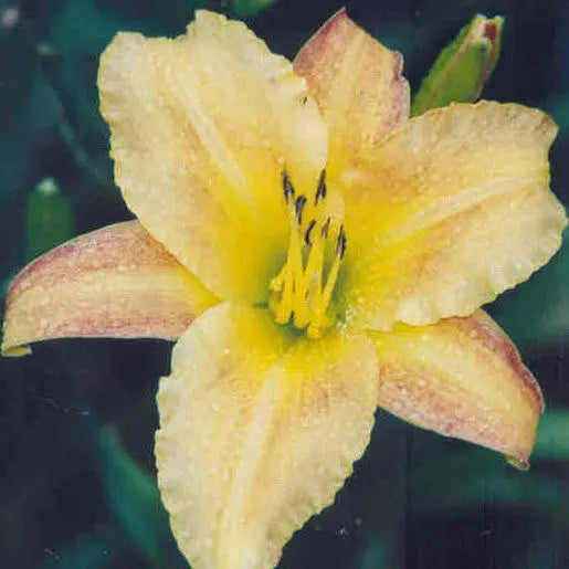 Sun And Sand - Large Daylily Sunshine Iris Nursery