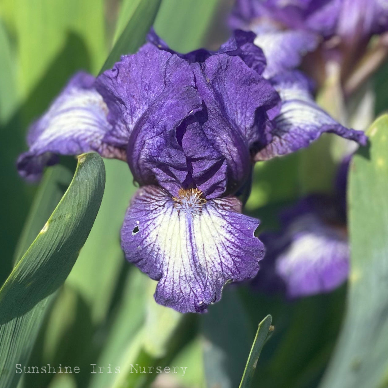 Taja - Dwarf Bearded Iris Sunshine Iris Nursery