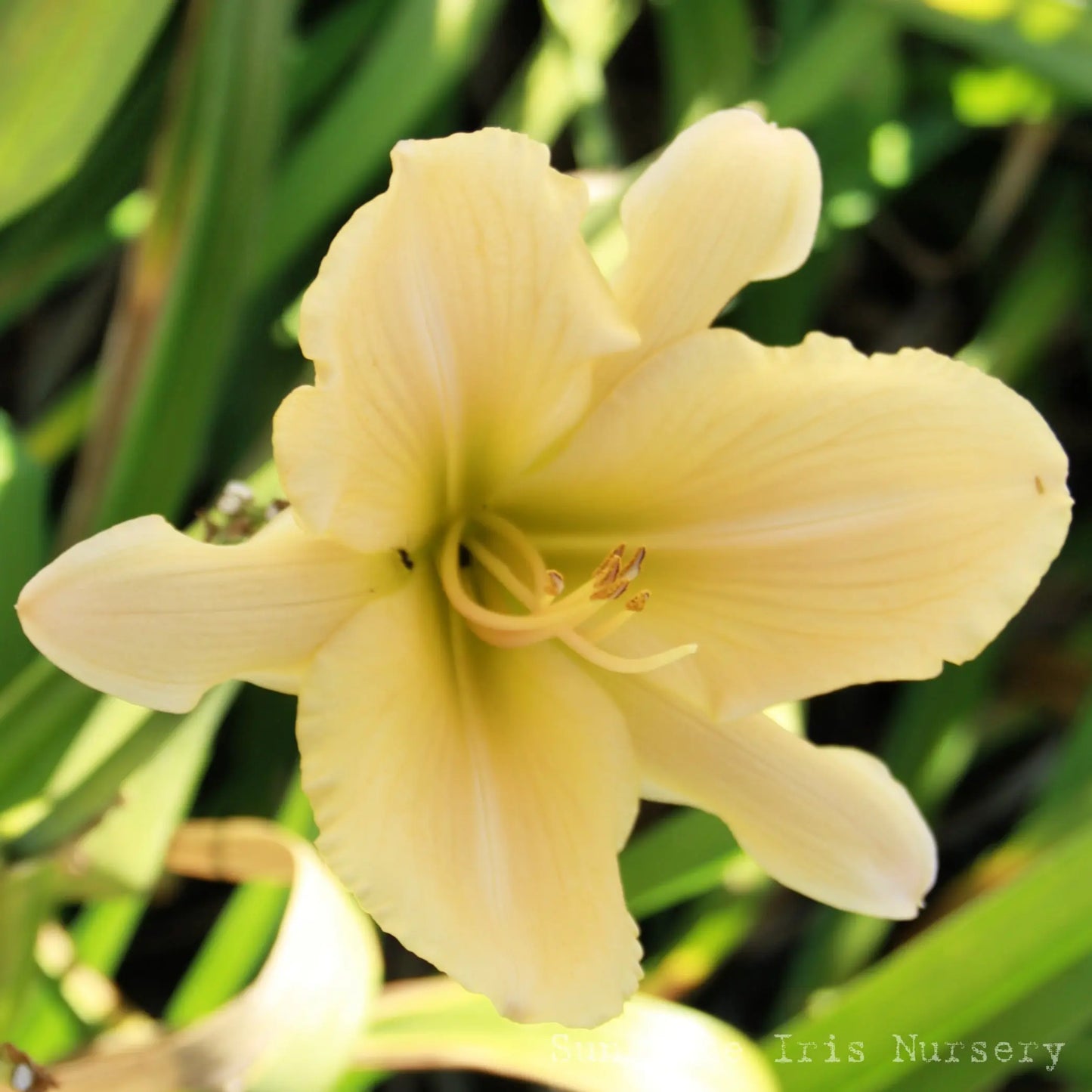 Teahouse Geisha - Large Daylily Sunshine Iris Nursery