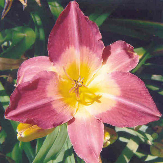 Time Lord - Large Daylily