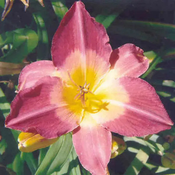 Time Lord - Large Daylily Sunshine Iris Nursery