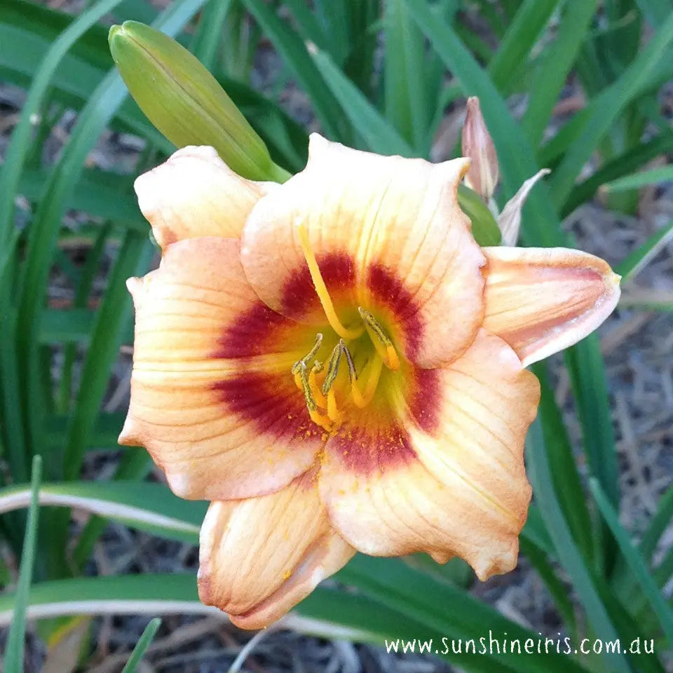 Tiny Talisman - Miniature Daylily Sunshine Iris Nursery