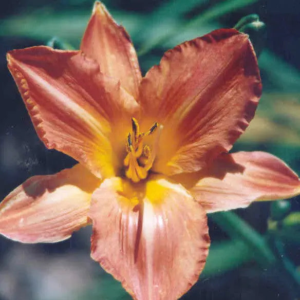 Valedictorian - Large Daylily Sunshine Iris Nursery