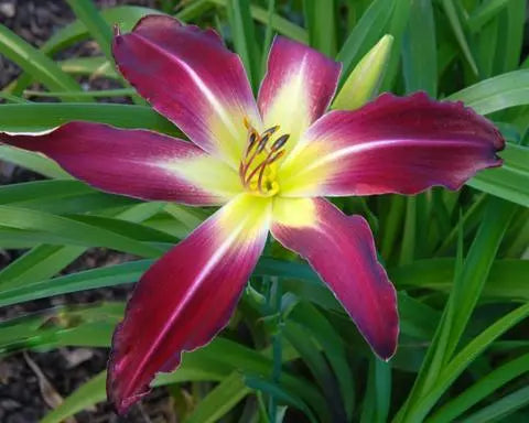 Velvet Web - Large Daylily Sunshine Iris Nursery