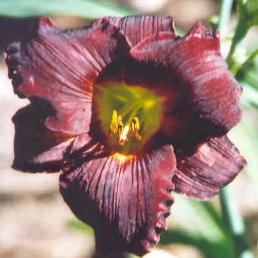 Vintage Bordeaux - Large Daylily Sunshine Iris Nursery