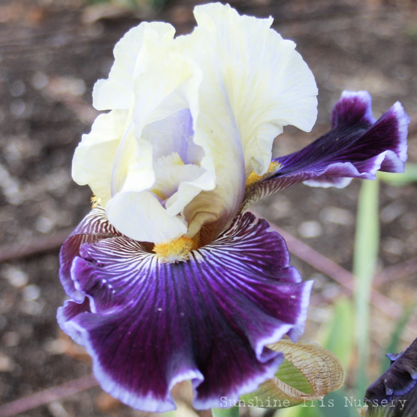 Wild Vision - Tall Bearded Iris