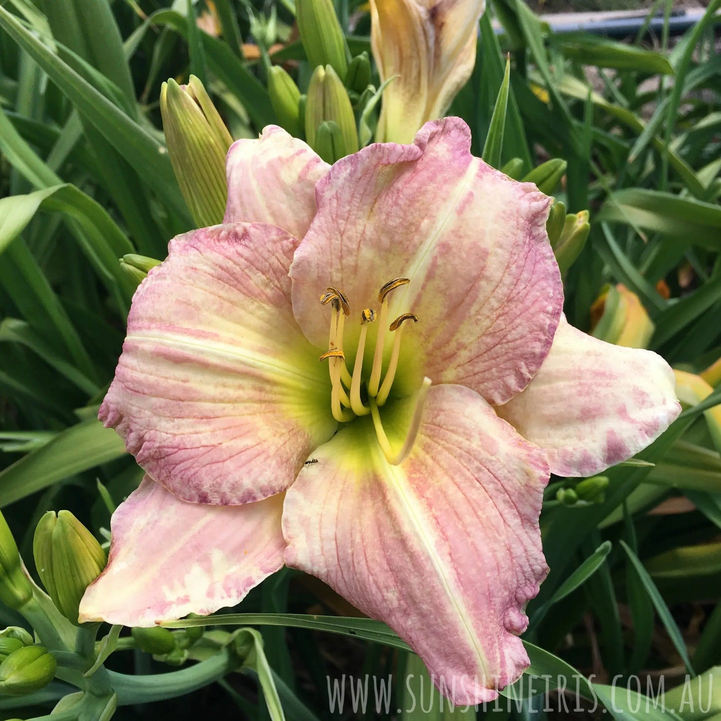 Windy Pink - Large Daylily Sunshine Iris Nursery