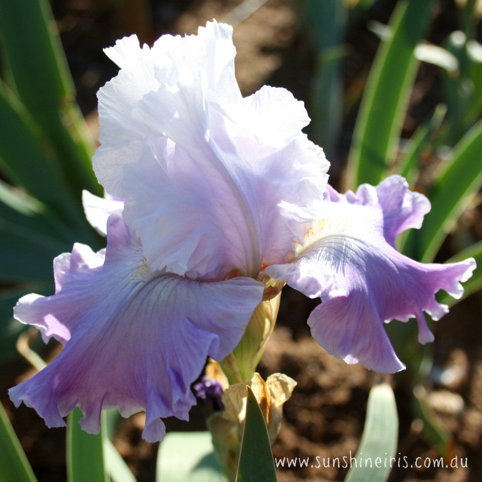 Winsome Dancer - Tall Bearded Iris
