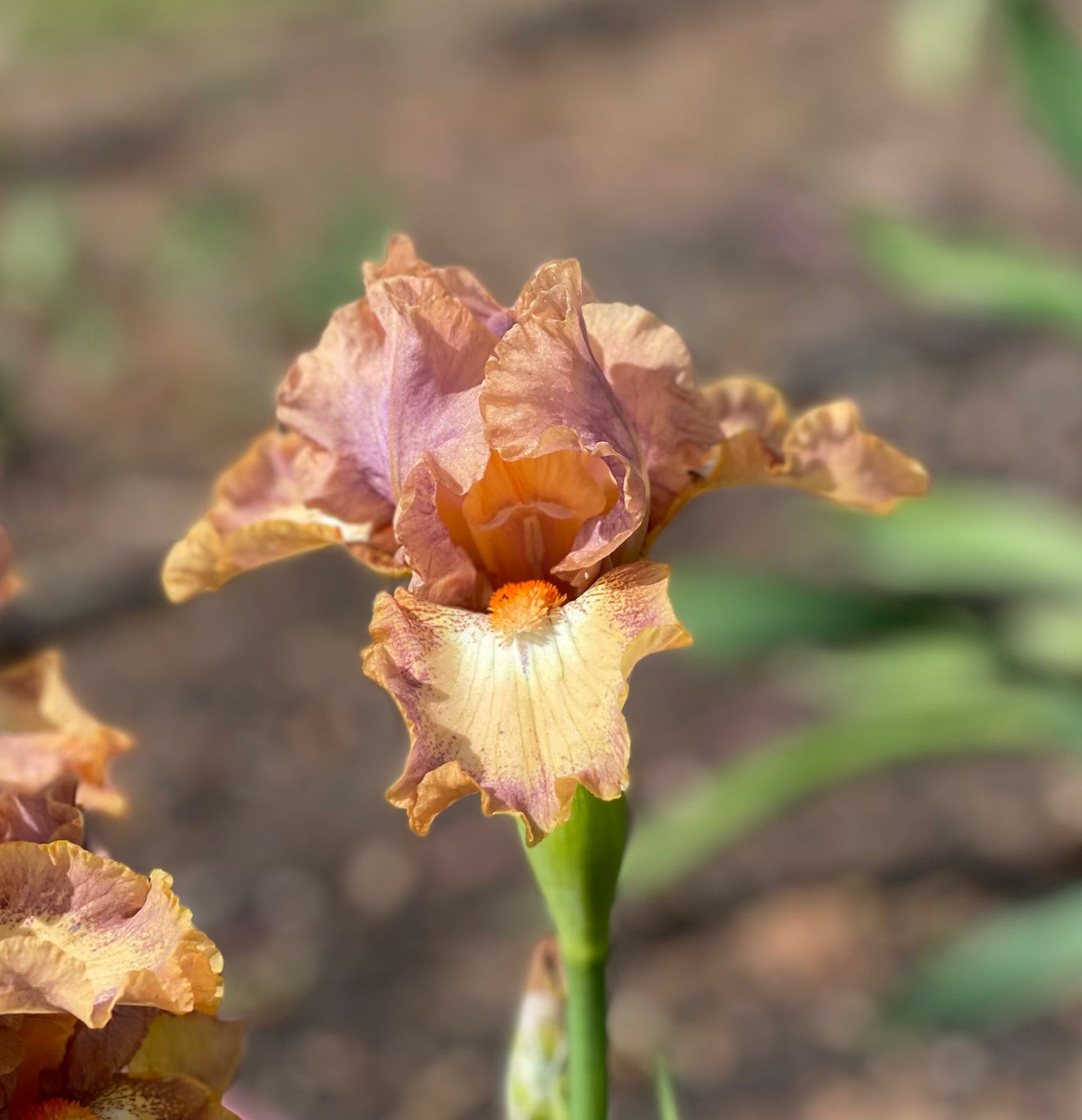 Backchat - Median Bearded Iris