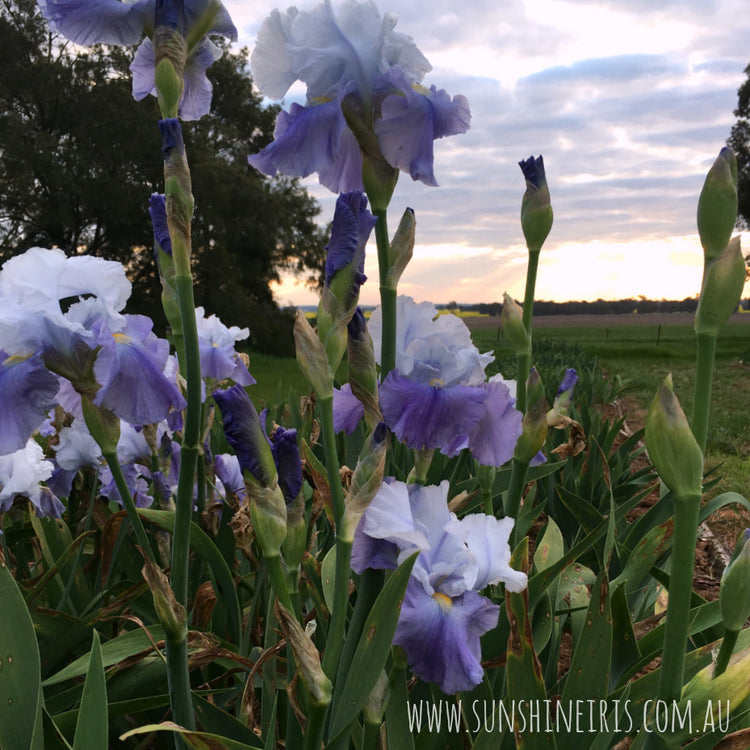 Why Aren't My Irises Flowering? Iris Flowers Daylily Flowers Sunshine Iris Nursery