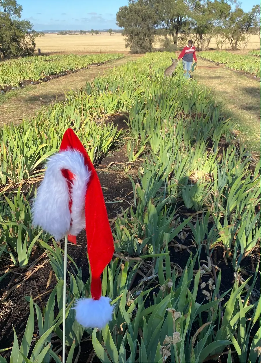 Season’s Greetings from Sunshine Iris