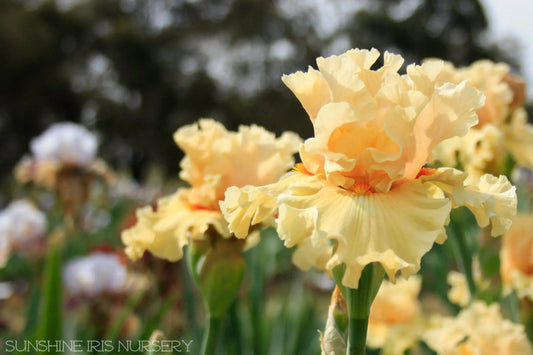 Bushfire February Sunshine Iris and Daylily Nursery